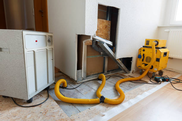 Best Basement Mold Removal  in USA